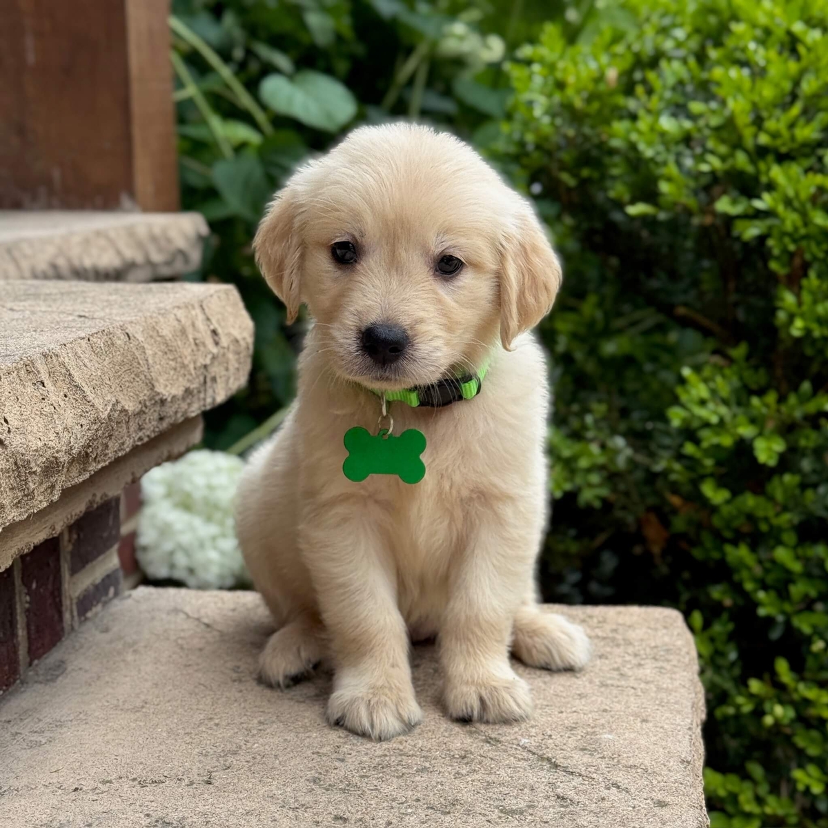 Golden Retriever Puppies for Sale 